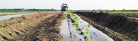 Projeto otimiza plástico biodegradável para a agricultura