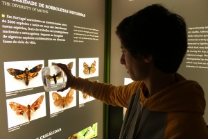 A diversidade de borboletas noturnas - Insetos em Ordem no Convento S. Francisco, em Santarém