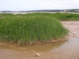 Fitoremediação de cádmio pela planta halófita facultativa Bolboschoenus maritimus (L.) Palla a diferentes salinidades.