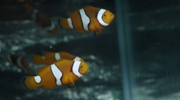 Efeito da densidade de cultivo e diferentes dietas comerciais no crescimento de juvenis do peixe-palhaço Amphiprion percula (Lacepede, 1802)