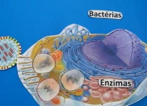 Bacterias_Geeks