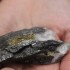 Amostra contendo volframite (negro), calcopirite (amarelo) e quartzo (branco)
