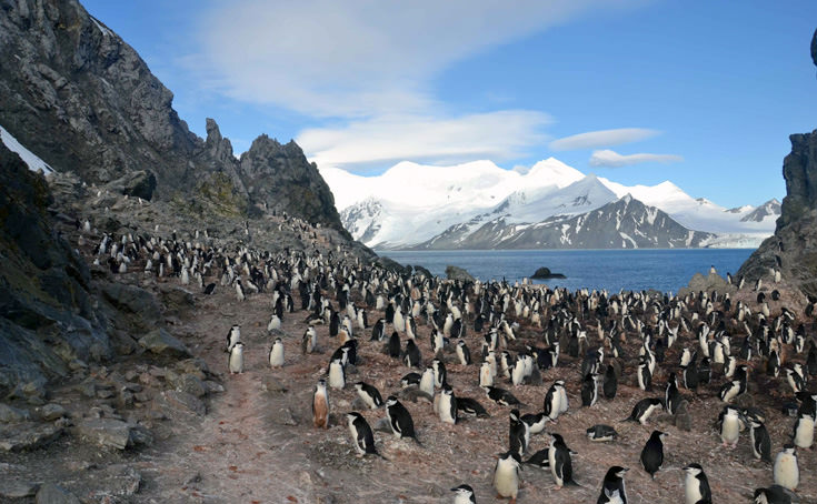 [Foto] Colónia de pinguins na Antártida