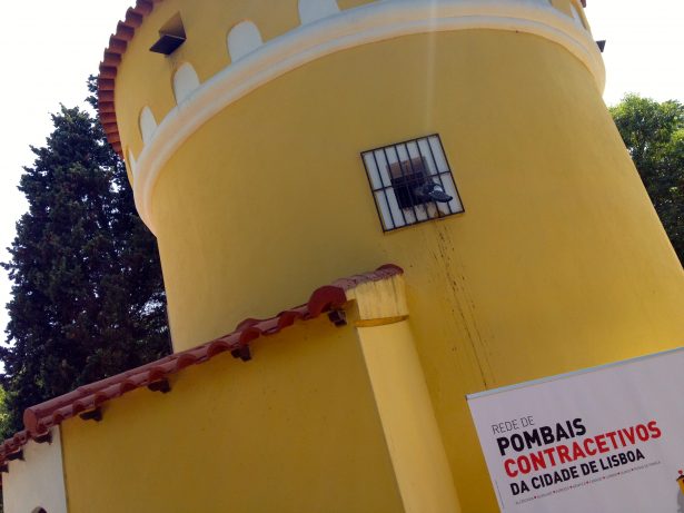Pombos de Lisboa deixam de ser considerados uma “praga” e passam a ser controlados em pombais contraceptivos