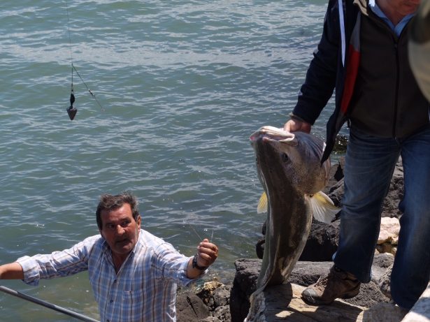 Pesca apeada em Lisboa: quando lançar o isco ao rio Tejo é o melhor remédio   