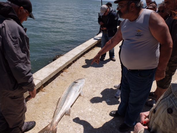 Pesca apeada em Lisboa: quando lançar o isco ao rio Tejo é o melhor remédio   