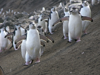 Chinstrap penguins, Deception Island, Antarctida, 3/2/2006