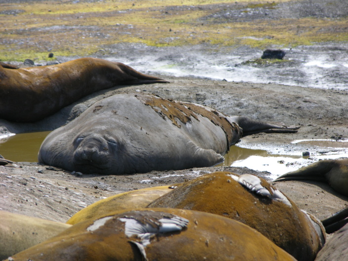 Focas elefante na King George Island, ilhas Shetland do Sul, Antárctida