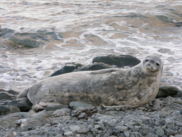 Focas de Weddell descansam na praia perto da base antárctica espanhola da ilha de Livingston, Antárctida