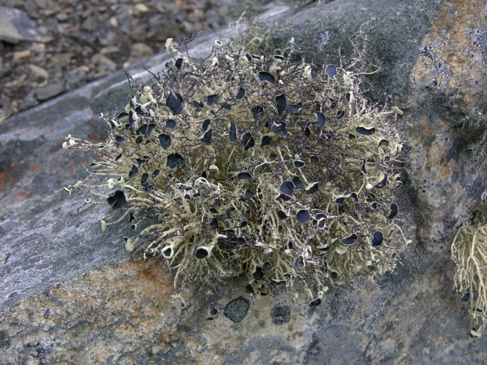 Líquem (Deschampsia antartica) na ilha de Livingston, Antárctida