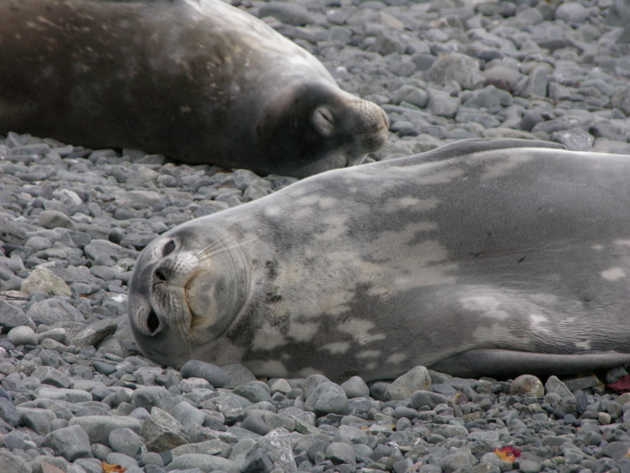 Focas de Weddell descansam na praia perto da base antárctica espanhola da ilha de Livingston, Antárctida