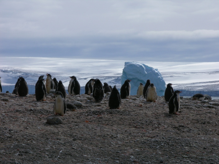 Uma colónia de pinguins Gentoo na ilha Livingston, Antárctida