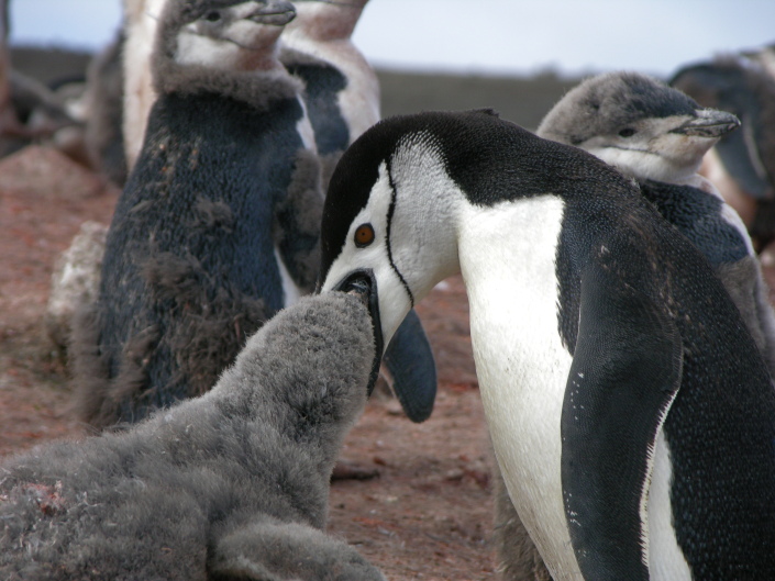 Chinstrap penguins, Deception Island, Antarctida