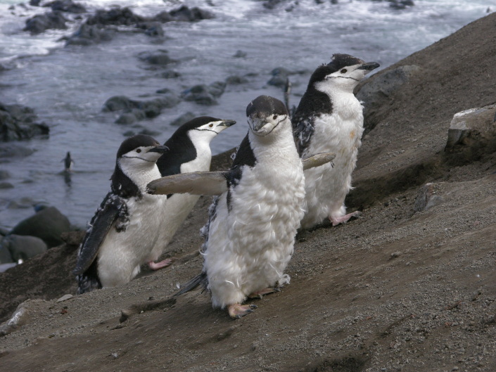 Chinstrap penguins, Deception Island, Antarctida