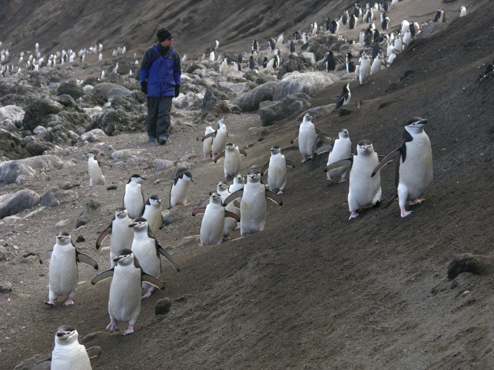 Pinguins chinstrap, ilha Deception, Antárctida