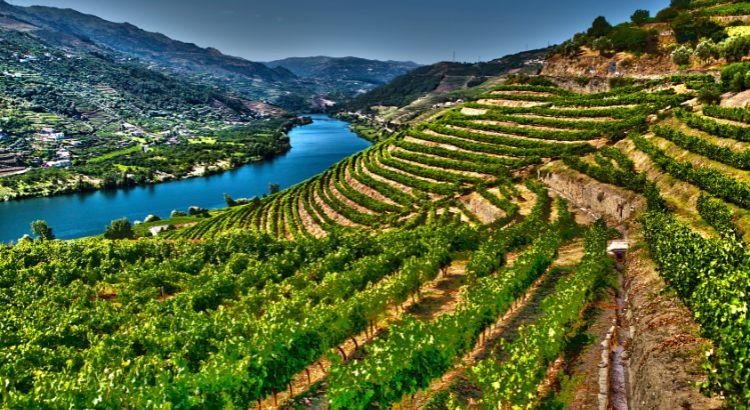 Alto Douro Vinhateiro